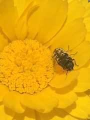 Acmaeodera bowditchi