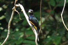 Trogon