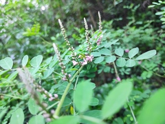Indigofera bungeana
