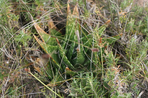 Purgosea cotyledonis (Thunb.) Sweet 2