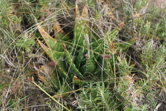 Gasteria nitida