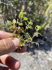 Clinopodium chandleri