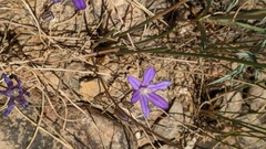 Brodiaea nana