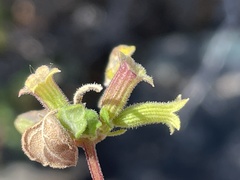 Clinopodium chandleri