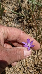Brodiaea nana