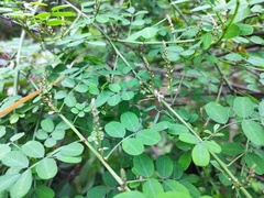 Indigofera bungeana