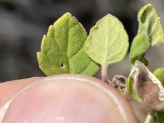 Clinopodium chandleri