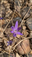 Brodiaea nana