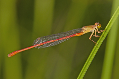Ceriagrion aeruginosum