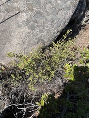Clinopodium chandleri