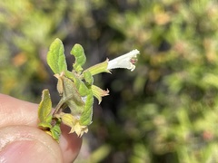 Clinopodium chandleri