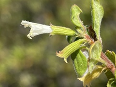 Clinopodium chandleri