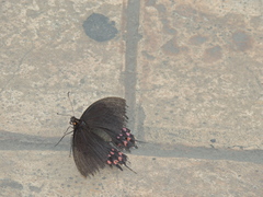 Heraclides rogeri pharnaces