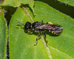 Ectemnius ruficornis