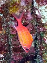 Neoniphon marianus