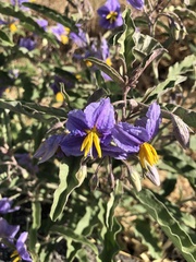 Solanum elaeagnifolium
