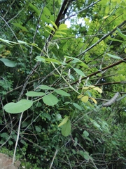 Indigofera bungeana