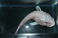 Pallid Sculpin photo 4