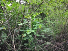 Indigofera bungeana