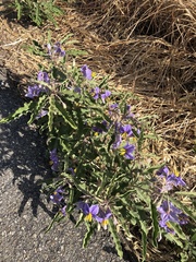 Solanum elaeagnifolium