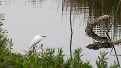 Egretta thula
