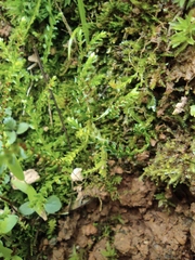 Selaginella nipponica