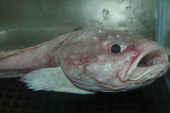 Pallid Sculpin photo 2