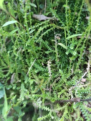 Selaginella nipponica