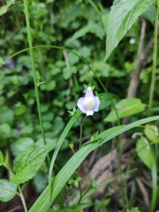 Mazus stachydifolius