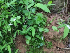 Mazus stachydifolius