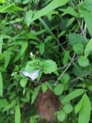 Mazus stachydifolius