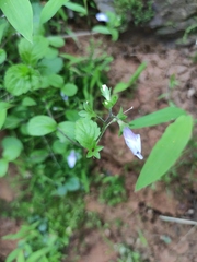Mazus stachydifolius