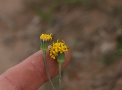 Senecio othonniflorus
