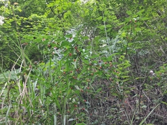 Rubus corchorifolius