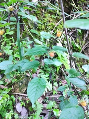 Rubus corchorifolius