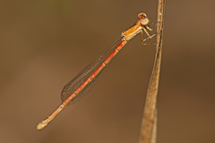 Agriocnemis rubricauda