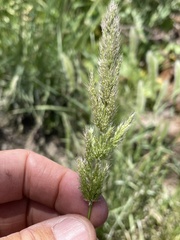 Polypogon interruptus