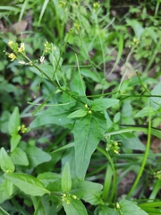 Rorippa indica