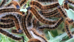 Malacosoma franconicum