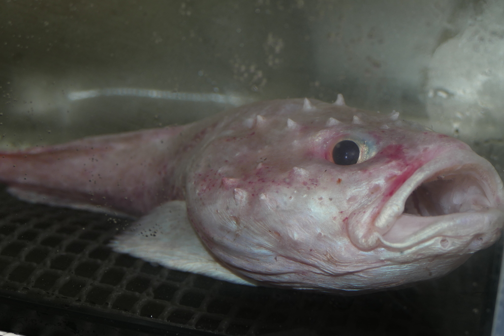Pallid Sculpin