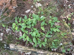 Clintonia borealis