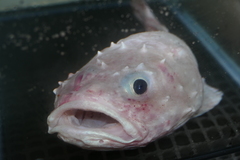 Pallid Sculpin photo 5