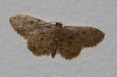 Idaea inquinata