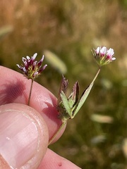 Trifolium variegatum major