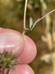 Trifolium variegatum major