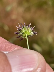Trifolium variegatum major