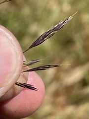 Deschampsia danthonioides