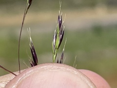 Deschampsia danthonioides