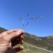 Annual Hairgrass - Photo (c) jrebman, some rights reserved (CC BY-NC), uploaded by jrebman