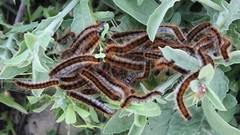 Malacosoma franconicum